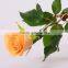 Best Selling Wedding Flower Fresh Cut Yellow Rose Wholesale From YUNNAN