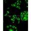 LED fluorescence Illuminator MF-BG-LED