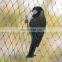 wholesale hdpe knotless anti bird netting with color black or white