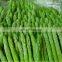 Green or White Asparagus Frozen Asparagus
