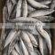 Frozen fresh Pacific mackerel fish block with best price