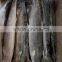 frozen spanish mackerel