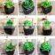 Factory Sale Artificial Succulent Plants Mini Potted Artificial Succulent Plants