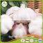 Bulk in Different Packing Fresh Garlic garlic white garlic