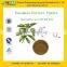 GMP Certified Factory Supply Natural Eucommia Leaf Extract