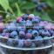 GMP Certified Manufacturer Supply Blueberry Extract