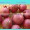 Fresh Red Onion for sale