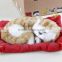 plush sleeping breathing toy cat