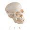 HOT Selling MKR-104C Life Size Standard Size Anatomy Skull Model