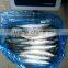 200-300G sea frozen pacific mackerel