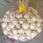 WHITE FRESH HIGH QUALITY GARLIC VIETNAM