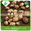 China supplier fresh potato buyers