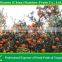 agriculture products to sale mandarin oragnes