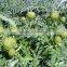 High quality Artichoke seeds Cynara scolymus seeds for growing-Seeds Sale