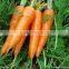 Chinese Fresh Carrot in Bottom Price