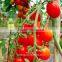 F1 Hybrid Cherry Tomato Seeds Supplied Roma VF Tomato Seeds