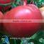 Top Quality Pink Tomato Seeds F1 Hybrid Chinese vegetable Seeds