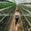 Farmers grow helper wild cabbage plant slot