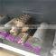 Multiple blade rip saw wood machine for wood cutting