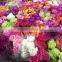Carnation flower fresh cut carnation