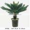 SJ300915 Decorative cycas revoluta tree/artificial cycas revoluta bonsai plant