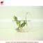 New art succulents mini succulent glass pot succulent