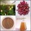 High quality natural plant extract Rose Extract