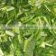 Sinocharm fresh and insect free Shanghai GreenTerrier IQF Frozen Bak choi Pakchoi Bokchoy