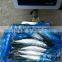 200-300G sea frozen pacific mackerel