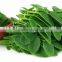 Original Pure Moringa Leaf Powder Bulk Sellers