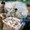 Product for rich fish pond water