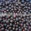 IQF Frozen Black Currant With Good Quality and Hot Price