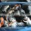 ATLANTIC SALMON HEADS