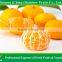 2015 china fresh baby mandarin orange from Nanfeng Jiangxi area