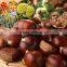 chinese chestnut