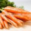 Leading Wholesale Professional of Fresh Carrot