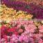 Best price Fresh cut flowers yellow carnation fresh carnation
