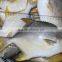 Fishing Net Wholesale Frozen Seafood,delicious IQF Frozen Golden Pomfret