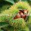 chinese organic roasted chestnuts for sale