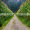 vegetable pest and disease control good examples of biopesticides
