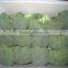 Chinese fresh broccoli price