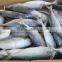 FROZEN INDIAN MACKEREL