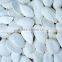 Pumkin Seeds, Snow White Pumpkin Seeds