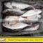 500-800g Red Tail Horse Mackerel