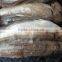 Frozen Grey Mullet Gutted