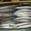 frozen pacific saury for bait fishing