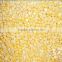 IQF Chinese fresh high quality frozen sweet corn
