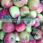 Fresh Xiahong Apple 2015 Super Quality And Price