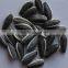 new fresh black sunflower seed