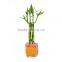 Aquatic Indoor ornamental natural spiral /braided /straight /twist /Tiered Lucky bamboo